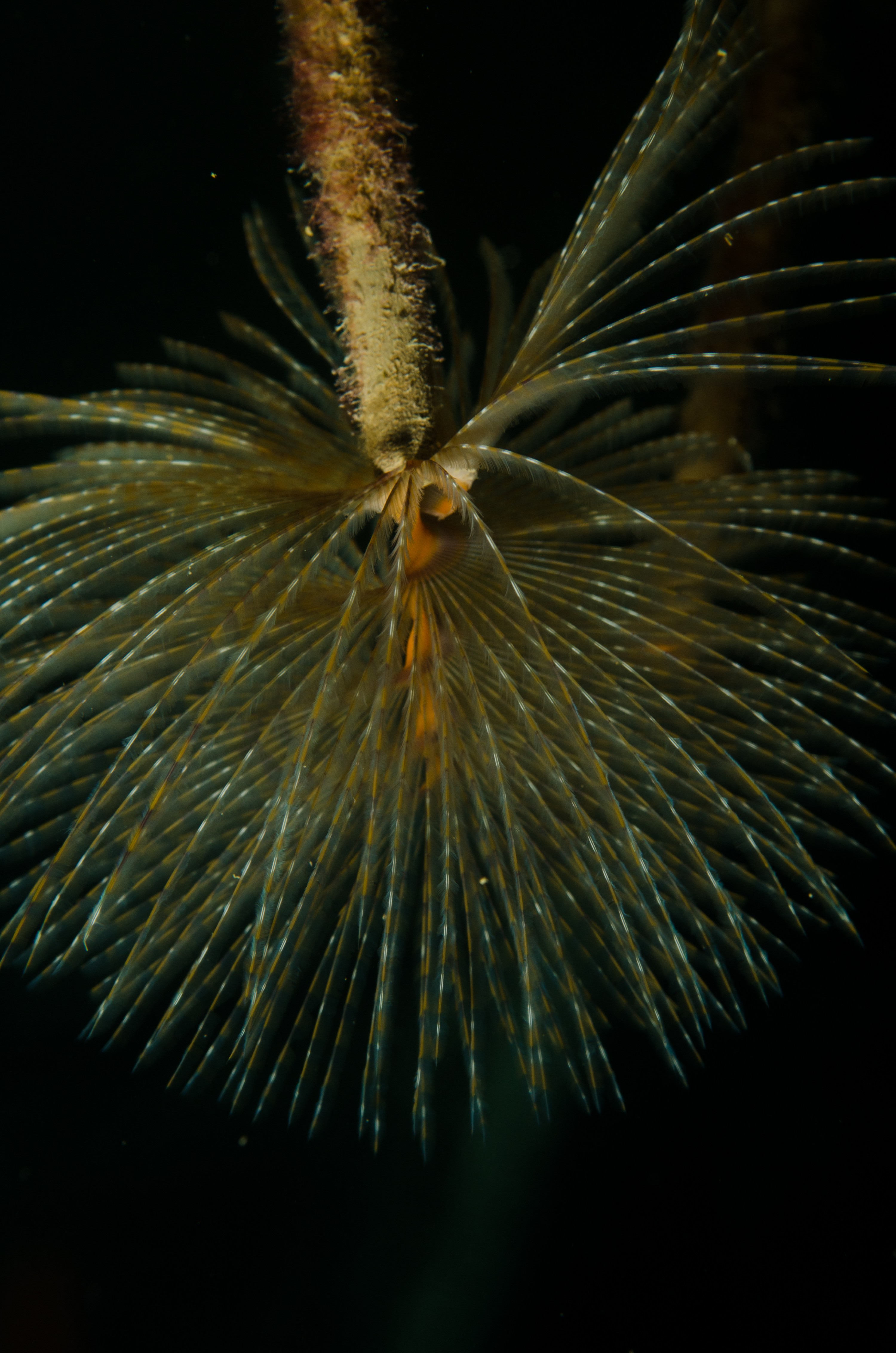 DSC_3178 – Mediterranean, fanworm, Sabella, spallanzanii, marine, pest, Auckland, underwater, crispin, nz, new, zealand, new zealand, fan, worm, marine, pest, invasive, Biosecurity